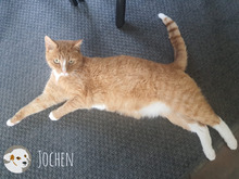 JOCHEN, Katze, Europäisch Kurzhaar in Heilbronn - Bild 4