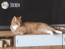 JOCHEN, Katze, Europäisch Kurzhaar in Heilbronn - Bild 5