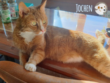 JOCHEN, Katze, Europäisch Kurzhaar in Heilbronn - Bild 6
