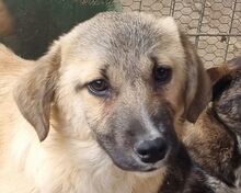 ISABELL, Hund, Mischlingshund in Rumänien - Bild 1