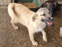 ISABELL, Hund, Mischlingshund in Rumänien - Bild 3