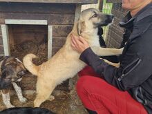 ISABELL, Hund, Mischlingshund in Rumänien - Bild 5