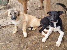 ISABELL, Hund, Mischlingshund in Rumänien - Bild 6