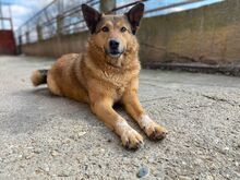 MOLLY, Hund, Mischlingshund in Griechenland - Bild 1
