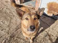 MOLLY, Hund, Mischlingshund in Griechenland - Bild 2