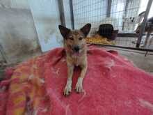 MOLLY, Hund, Mischlingshund in Griechenland - Bild 3