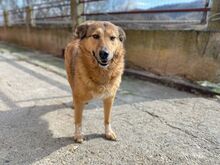 MOLLY, Hund, Mischlingshund in Griechenland - Bild 4