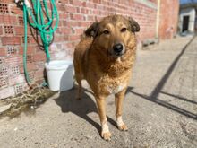 MOLLY, Hund, Mischlingshund in Griechenland - Bild 5