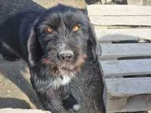CLOONY, Hund, Mischlingshund in Griechenland - Bild 1