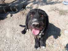 CLOONY, Hund, Mischlingshund in Griechenland - Bild 2