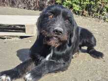 CLOONY, Hund, Mischlingshund in Griechenland - Bild 3