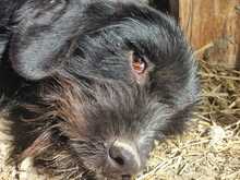 CLOONY, Hund, Mischlingshund in Griechenland - Bild 4