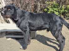 CLOONY, Hund, Mischlingshund in Griechenland - Bild 5
