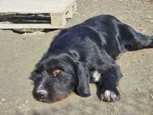 CLOONY, Hund, Mischlingshund in Griechenland - Bild 6