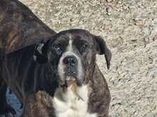 ALMA, Hund, Mischlingshund in Griechenland - Bild 1