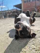 ALMA, Hund, Mischlingshund in Griechenland - Bild 3
