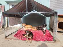 ALMA, Hund, Mischlingshund in Griechenland - Bild 4