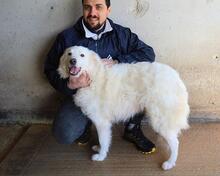WANIA, Hund, Maremmano-Mix in Italien - Bild 1