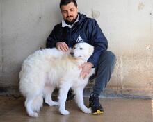 WANIA, Hund, Maremmano-Mix in Italien - Bild 2