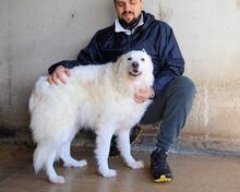 WANIA, Hund, Maremmano-Mix in Italien - Bild 3