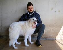 WANIA, Hund, Maremmano-Mix in Italien - Bild 4