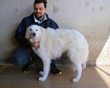 WANIA, Hund, Maremmano-Mix in Italien - Bild 5