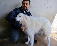 WANIA, Hund, Maremmano-Mix in Italien - Bild 6