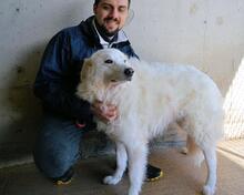 WANIA, Hund, Maremmano-Mix in Italien - Bild 7