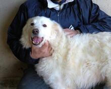 WANIA, Hund, Maremmano-Mix in Italien - Bild 8