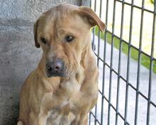 STEPHANO, Hund, Mischlingshund in Italien - Bild 1