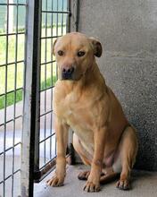 STEPHANO, Hund, Mischlingshund in Italien - Bild 10