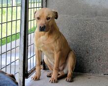 STEPHANO, Hund, Mischlingshund in Italien - Bild 11