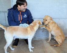 STEPHANO, Hund, Mischlingshund in Italien - Bild 2