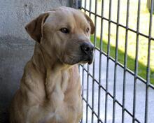 STEPHANO, Hund, Mischlingshund in Italien - Bild 3