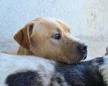 STEPHANO, Hund, Mischlingshund in Italien - Bild 4