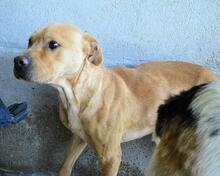 STEPHANO, Hund, Mischlingshund in Italien - Bild 5