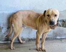 STEPHANO, Hund, Mischlingshund in Italien - Bild 6