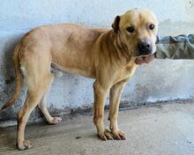 STEPHANO, Hund, Mischlingshund in Italien - Bild 7