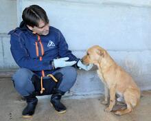 STEPHANO, Hund, Mischlingshund in Italien - Bild 8