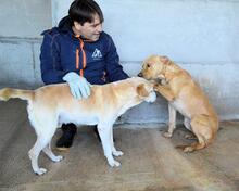 STEPHANO, Hund, Mischlingshund in Italien - Bild 9