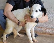 RYLANDO, Hund, Mischlingshund in Italien - Bild 1
