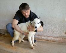 RYLANDO, Hund, Mischlingshund in Italien - Bild 2