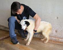 RYLANDO, Hund, Mischlingshund in Italien - Bild 3