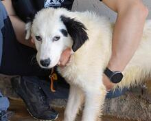 RYLANDO, Hund, Mischlingshund in Italien - Bild 4