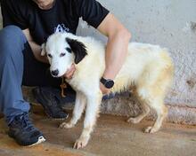 RYLANDO, Hund, Mischlingshund in Italien - Bild 5