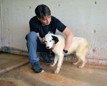 RYLANDO, Hund, Mischlingshund in Italien - Bild 6