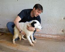 RYLANDO, Hund, Mischlingshund in Italien - Bild 7
