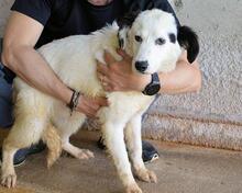 RYLANDO, Hund, Mischlingshund in Italien - Bild 8