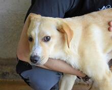 RODRIGUE, Hund, Mischlingshund in Italien - Bild 1