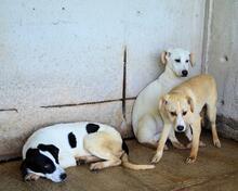 RODRIGUE, Hund, Mischlingshund in Italien - Bild 10